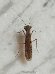 Amorphoscelidae