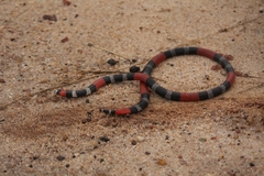 Micrurus ibiboboca