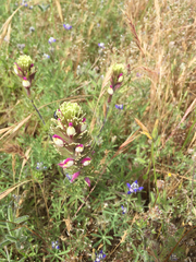 Castilleja exserta latifolia