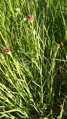 Dianthus andrzejowskianus