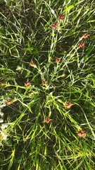 Dianthus andrzejowskianus