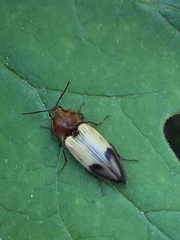 Stropenron hamata