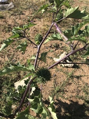 Datura stramonium