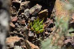 Haworthia mirabilis