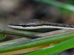 Oxybelis microphthalmus