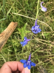 Delphinium carolinianum