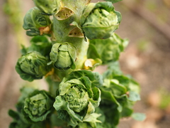 Brassica oleracea gemmifera