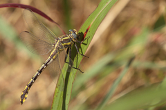 Gomphurus