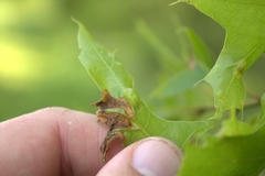 Dryocosmus quercusnotha