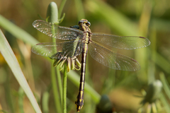 Gomphurus