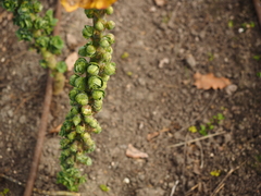 Brassica oleracea gemmifera