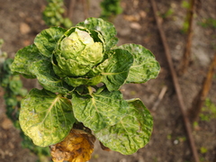 Brassica oleracea gemmifera