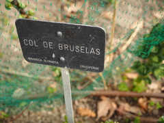 Brassica oleracea gemmifera