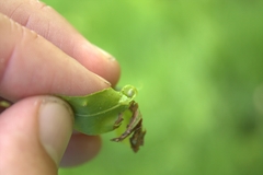 Dryocosmus quercusnotha