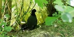 Fulica atra