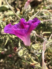 Ipomoea purpurea