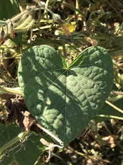 Ipomoea purpurea