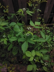 Rubus occidentalis