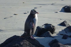 Megadyptes antipodes