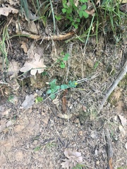 Blackstonia perfoliata