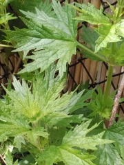 Leonurus quinquelobatus