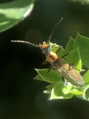 Podabrus cavicollis