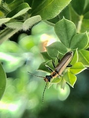Podabrus cavicollis