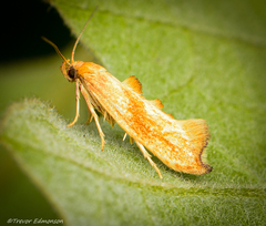 Epermenia imperialella