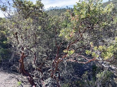 Arctostaphylos pilosula