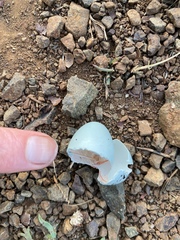 Agelaius phoeniceus mailliardorum