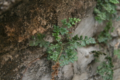 Asplenium ruta-muraria
