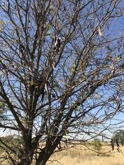 Gleditsia triacanthos