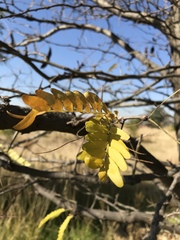 Gleditsia triacanthos