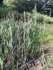 Typha latifolia