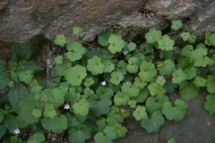 Cymbalaria muralis