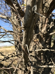 Gleditsia triacanthos