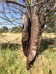 Gleditsia triacanthos