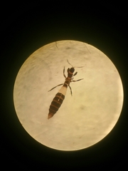 Franklinothrips vespiformis