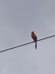 Icterus cucullatus