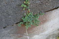 Asplenium ruta-muraria