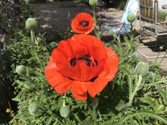 Papaver orientale