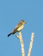 Empidonax traillii