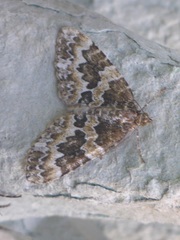 Electrophaes corylata