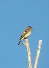 Empidonax traillii