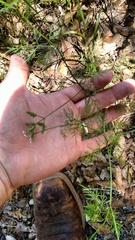Trepocarpus aethusae