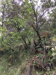 Philadelphus lewisii