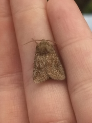 Protorthodes oviduca