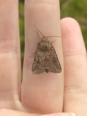 Protorthodes oviduca