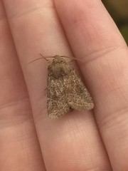 Protorthodes oviduca