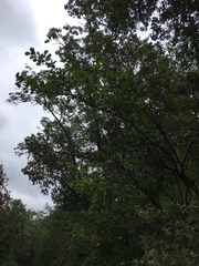 Philadelphus lewisii